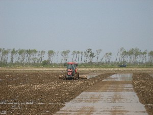 写真：代かき作業