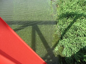画像：７月３１日 井川川 千潟橋から下流を見た様子