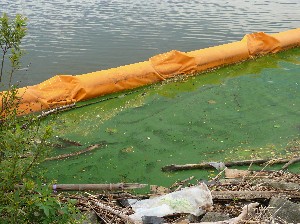 画像：７月３０日 馬場目川河口右岸