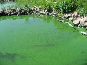 画像：８月５日 天王大崎