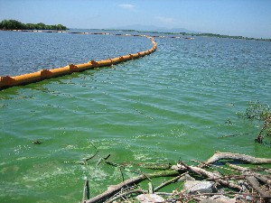 画像：８月５日 馬場目川河口右岸