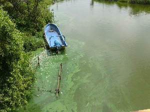 画像：８月８日 馬踏川大橋