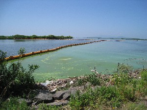 画像：８月１２日 馬場目川河口右岸