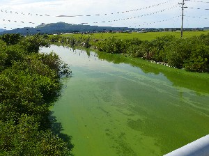 画像：８月２７日 小深見川魁橋周辺1