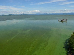 画像：８月２７日 小深見川魁橋周辺2