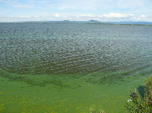 画像：８月２７日 船越川曙橋周辺2