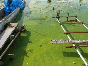 画像：８月２７日 塩口水路南端