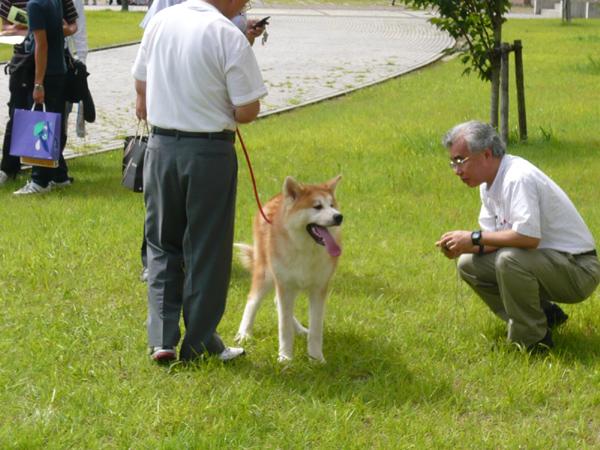 画像：秋田いぬ2