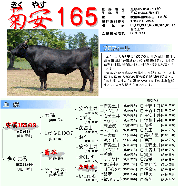 写真・図：秋田県有種雄牛「菊安１６５」