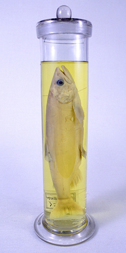 画像 : 秋田県立博物館収蔵 液浸標本１個体