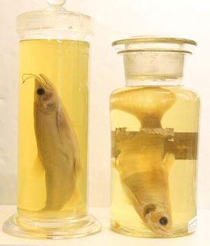 画像 : 仙北市郷土史料館収蔵 液浸標本２個体