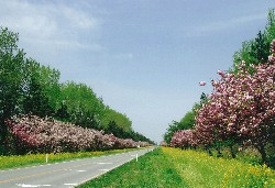 画像:秋田え〜どご100中央地区その2
