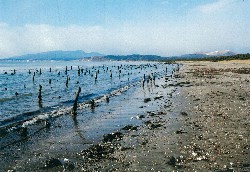 画像:秋田え〜どご100中央地区その8