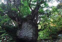 画像：秋田え〜どご100中央地区その12