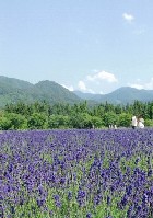 画像：秋田え〜どご100 県南地区その18