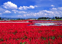 画像:秋田え〜どご100 県南地区その23