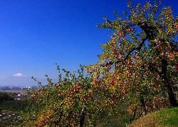 画像：秋田え〜どご100 県南地区その25