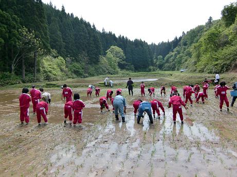 写真：田植え体験の様子