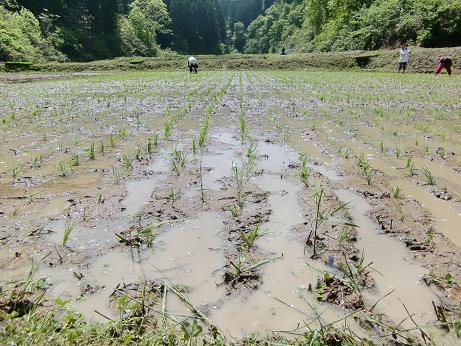 写真：田植え体験の様子