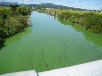 写真：小深見川河口（９月２日）上流側の状況