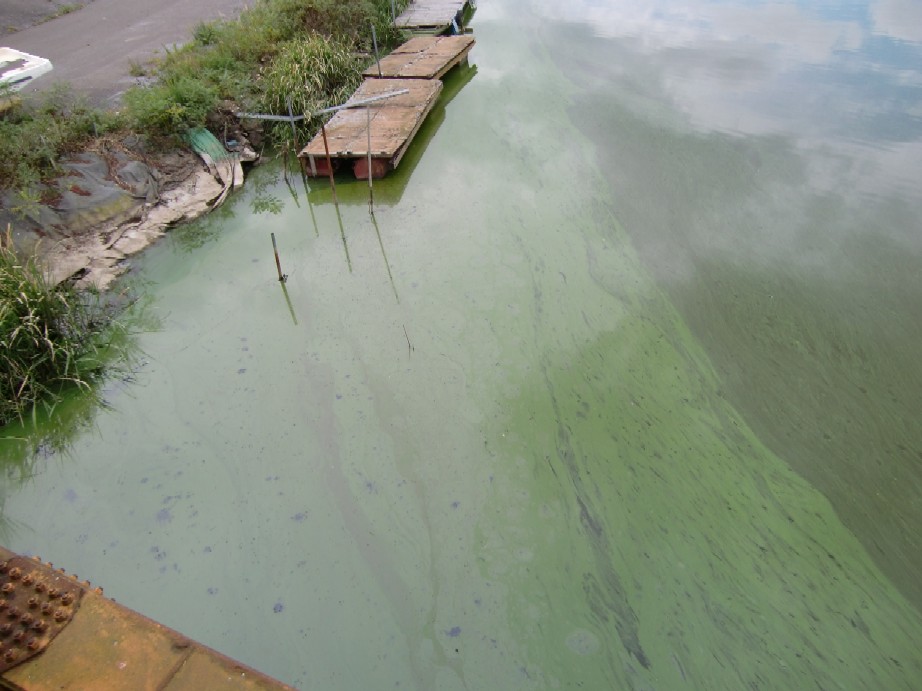 写真：馬踏川河口（９月３０日）水面状況