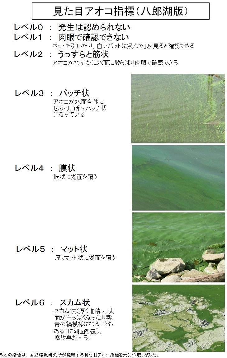 写真図：見た目アオコ指標（八郎湖版）