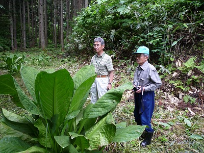 写真：ミズバショウを見る原田さん