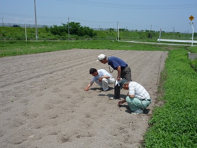 画像：夏休みにはヒマワリがいっぱいになります