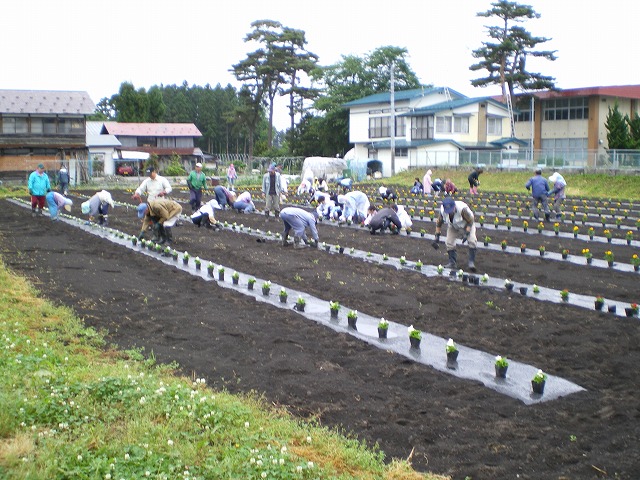 写真：花苗の定植作業2