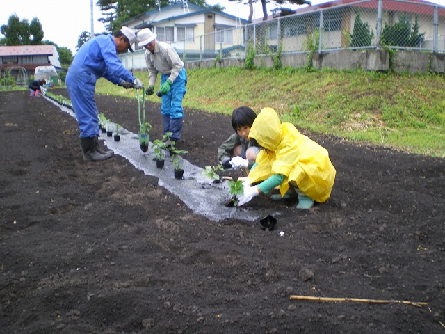 写真：花苗の定植作業3