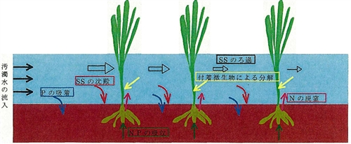 画像：植生浄化機構図