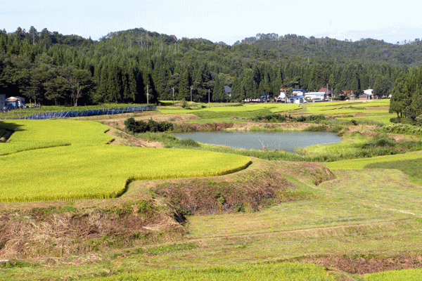 画像：棚田17