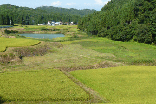 画像：棚田20