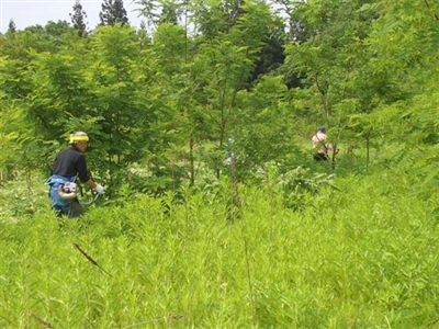 画像：草刈りの様子