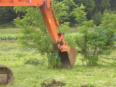 画像:重機で雑木を取る