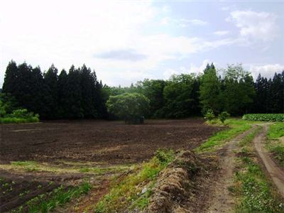 画像:整った土地