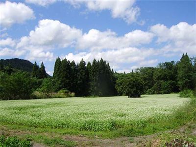 画像:一面のそばの花