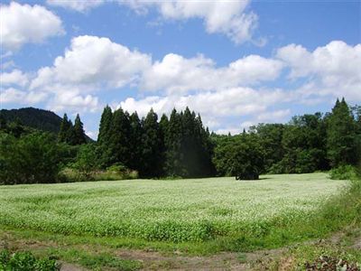 画像：一面のそばの花