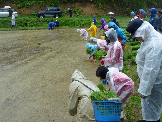 画像：カッパを着て田植えを始める様子