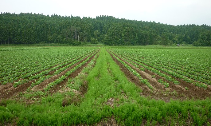 画像：枝豆畑での比較写真