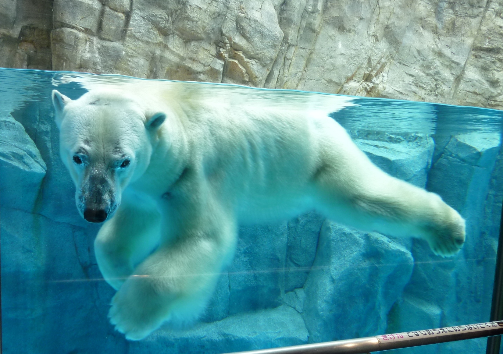 写真：男鹿水族館ＧＡＯ