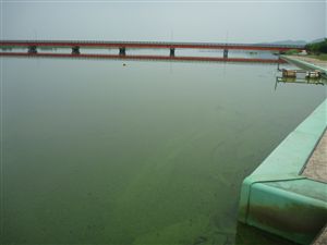 写真：大潟橋（漁協前）（７月９日）