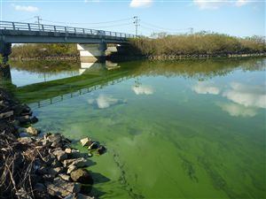 写真：小深見川河口（１０月２２日）