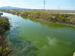 写真：小深見川河口（１０月２２日）上流側