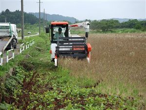 写真：収穫作業