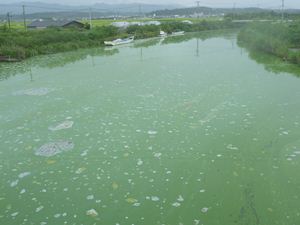 画像 : 馬踏川大橋上流側の写真