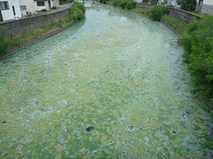 画像 : 馬踏橋上流側の写真