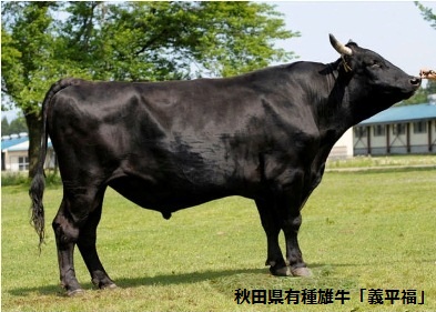 写真：秋田県有種雄牛「義平福」