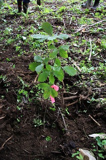 写真：植樹後