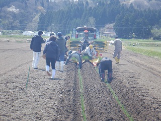 ネギの定植作業の時間調査